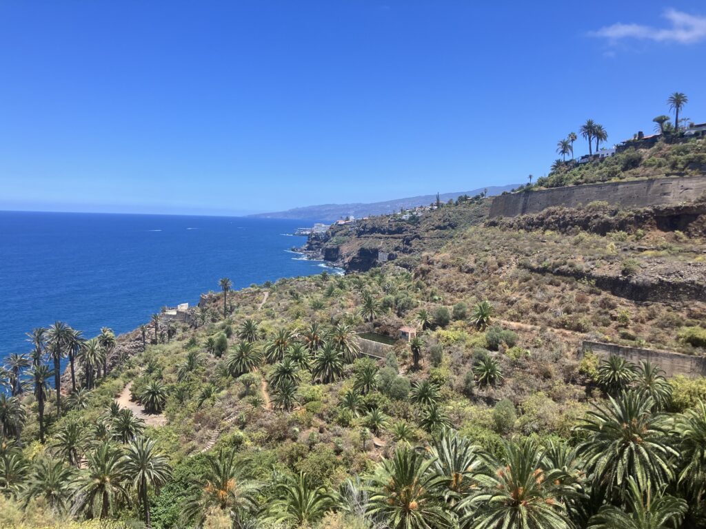 Rambla de Castro protected area. Green palm trees meet the blue Atlantic ocean