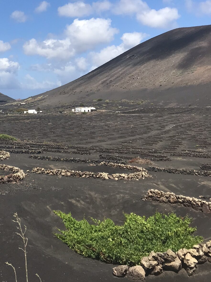 Wine growing region in Lanzarote where vineyards are grown in volcanic soil