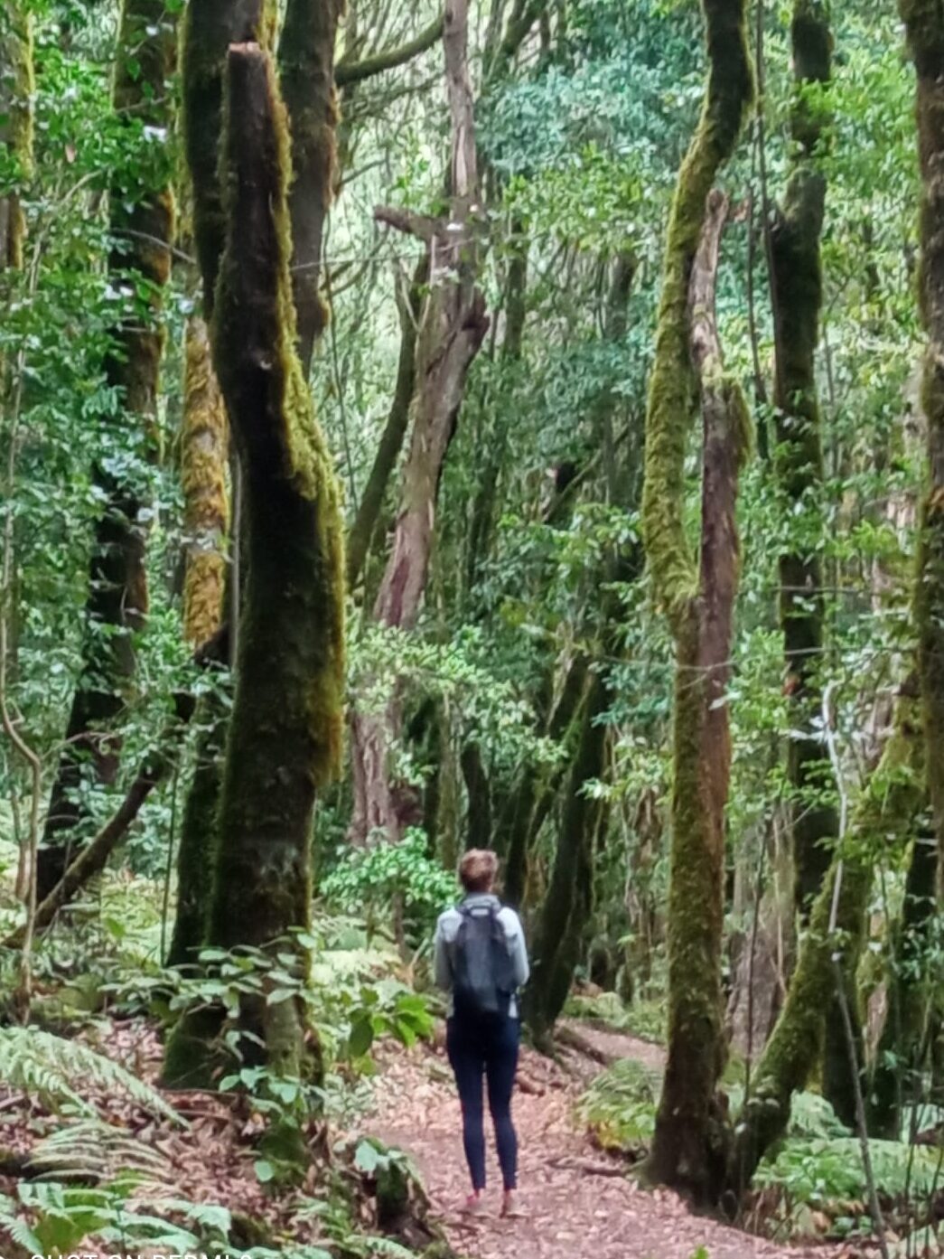 Women standing on hiking trail among tall green, mossy trees in Garajonay National Park in La Gomera