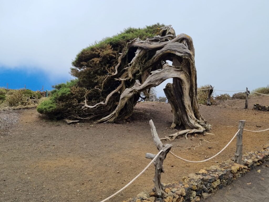 Bent over juniper tree in sea of clouds in EL Hierro