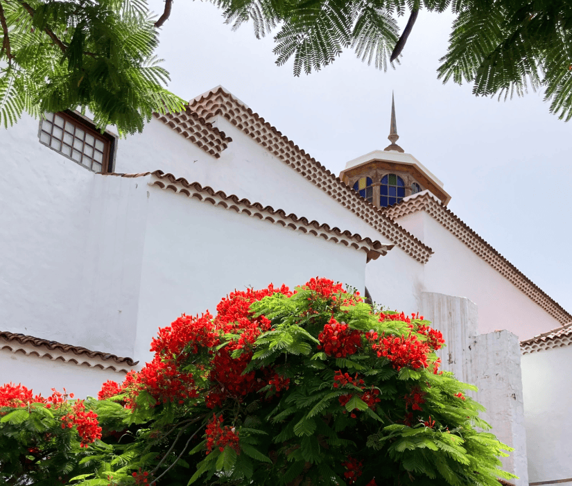 White church with a large fire tree in bloom in front with red flowers.
