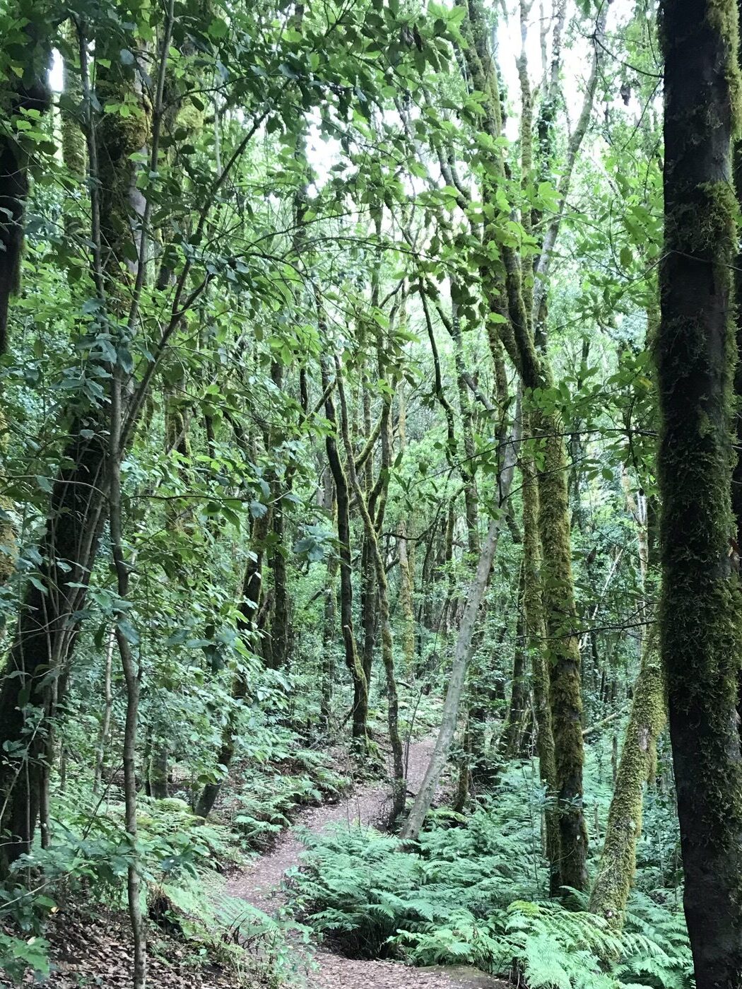 Dirt path winds through tall mossy trees and green ferns in Garajonay National Park, recommended as part of the beginner's guide to La Gomera