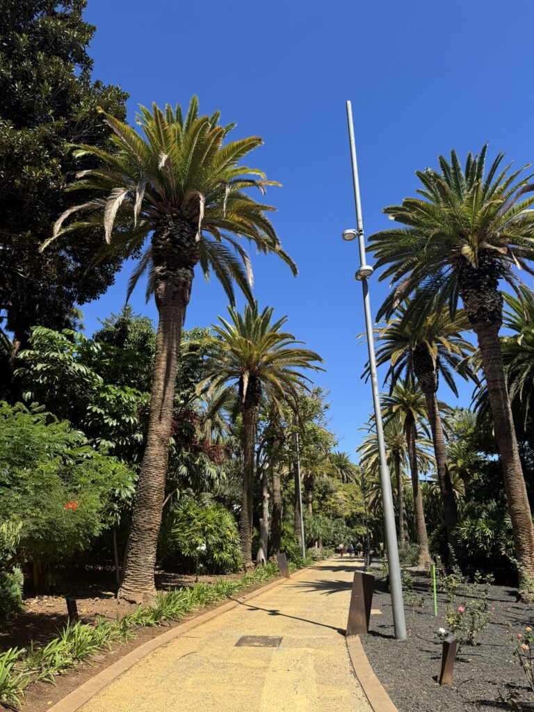 A walking path among palm trees.