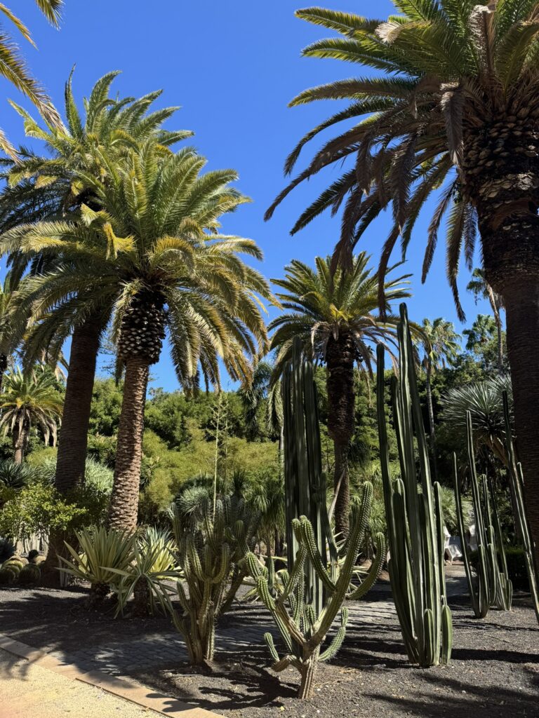 Palm trees and cacti in a botanical garden