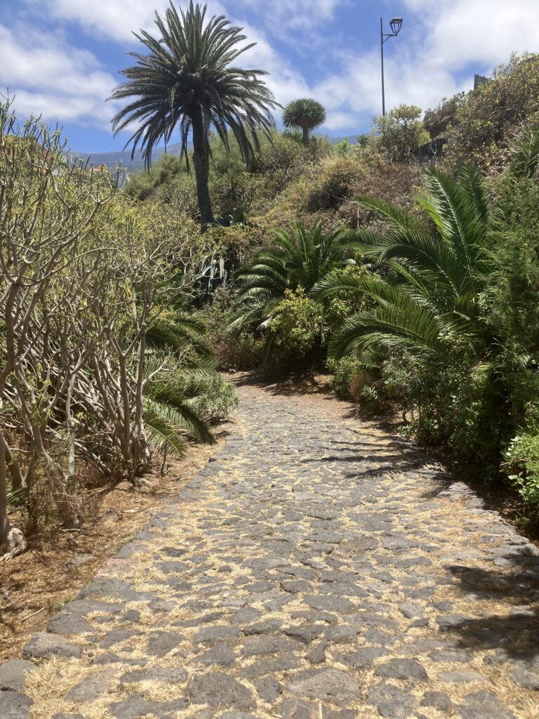 Palm tree, large dense green plants and stone pathway in Rambla de Castro