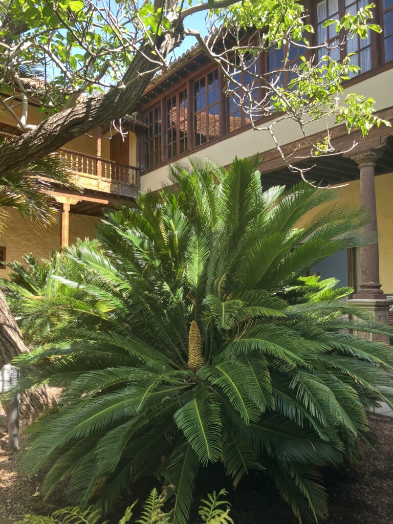 Inner courtyard in La Laguna, Tenerife. Wooden balcony and large green plant