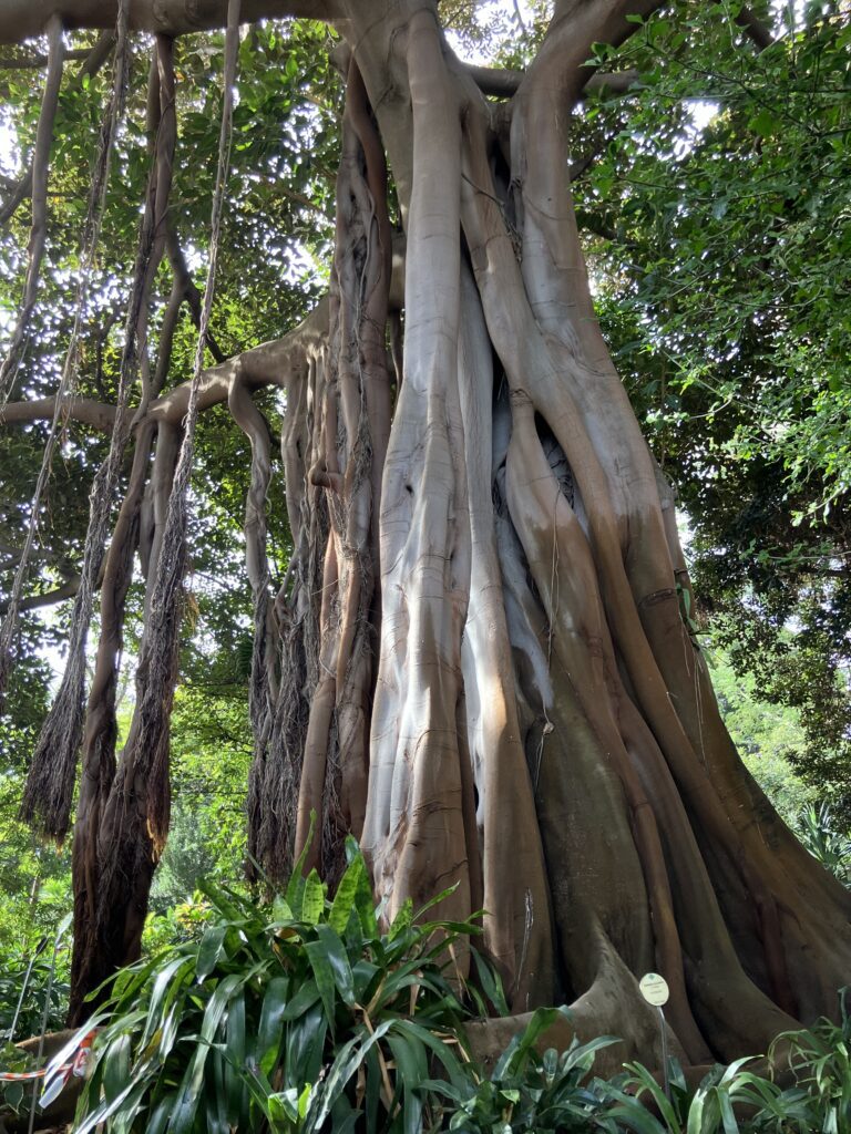 Jardin Botanico, Puerto de la Cruz. Enormous tree. 